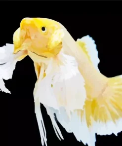 Yellow Betta Fish Diamond Painting