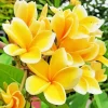 Yellow Plumeria Flower Diamond Painting