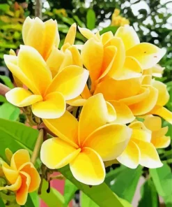 Yellow Plumeria Flower Diamond Painting