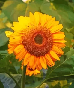 Helianthus Giganteus Diamond Painting
