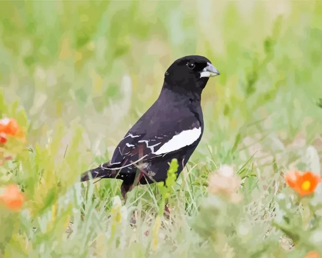 Lark Bunting bird Diamond With Numbers Lark Bunting Bird Diamond Painting