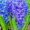 Blue Hyacinth Flowers Diamond Painting