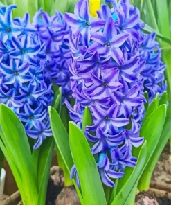 Blue Hyacinth Flowers Diamond Painting