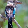 Blue Winged Kookaburra Bird Diamond Painting