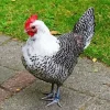 Braekel Chicken Diamond Painting