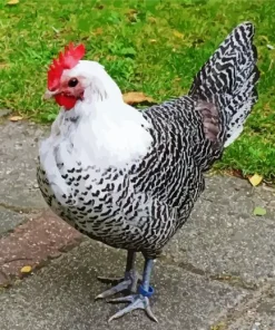 Braekel Chicken Diamond Painting