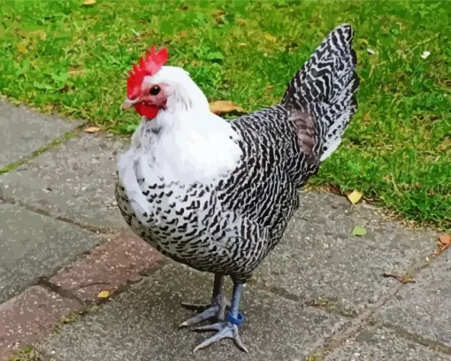 Braekel Chicken Diamond Painting