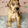 Brindle Dane Puppy Diamond Painting