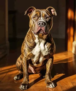 Brindle Pitbull Diamond Painting