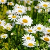 Common Daisy Flowers Diamond Painting