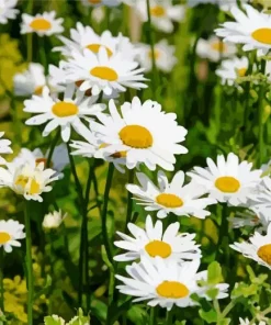 Common Daisy Flowers Diamond Painting