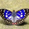 Emperor Butterfly Art Diamond Painting