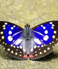 Emperor Butterfly Art Diamond Painting
