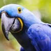 Hyacinth Macaw Bird Diamond Painting