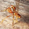 Ichneumon Wasp Diamond Painting