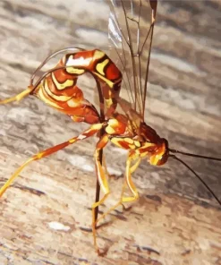 Ichneumon Wasp Diamond Painting