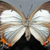 Imperial Blue Butterfly Diamond Painting