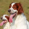 Irish Red And White Setter Diamond Painting