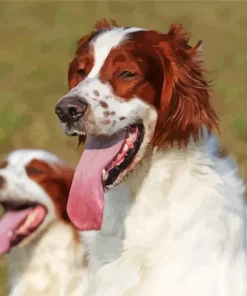 Irish Red And White Setter Diamond Painting