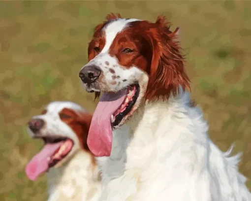 Irish Red And White Setter Diamond Painting