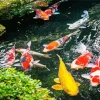 Koi Fishes Pond Diamond Painting