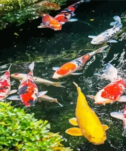 Koi Fishes Pond Diamond Painting