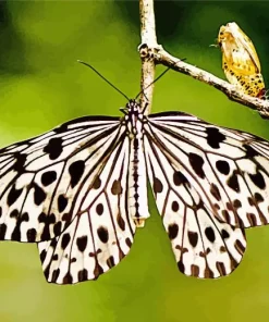 Large Tree Nymph Diamond Painting