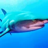Lemon Shark Diamond Painting