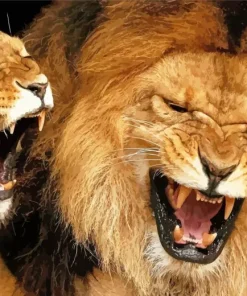 Lion And Lioness Diamond Painting