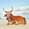 Nguni Cattle Diamond Painting