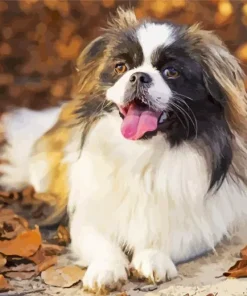 Pekingese Dog Diamond Painting