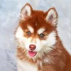 Brown Husky Diamond Painting