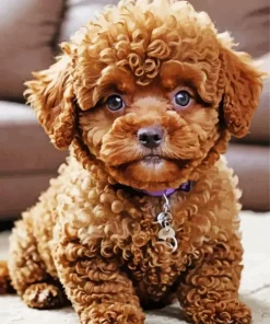 Brown Poodle Dog Diamond Painting