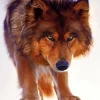 Brown Wolf Diamond Painting