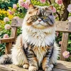 Persian Cat Diamond Painting