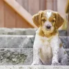 Brittany Spaniel Puppy Dog Diamond Painting