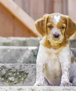 Brittany Spaniel Puppy Dog Diamond Painting