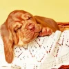 Brown Bloodhound Puppy Diamond Painting