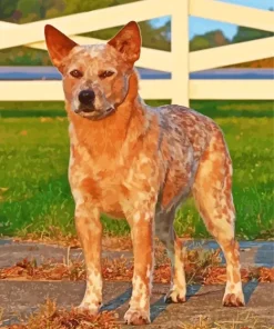 Brown Blue Heeler Diamond Painting