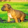 Brown Boxer Puppy Diamond Painting