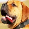 Brown Bull Mastiff Diamond Painting