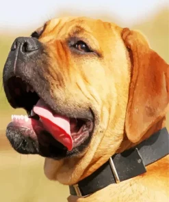 Brown Bull Mastiff Diamond Painting