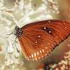 Brown Butterfly Diamond Painting