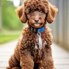 Brown Curly Poodle Dog Diamond Painting