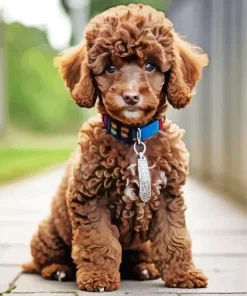 Brown Curly Poodle Dog Diamond Painting