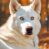 Brown Eyes Husky Diamond Painting