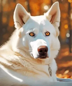 Brown Eyes Husky Diamond Painting