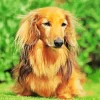 Brown Fluffy Dachshund Diamond Painting