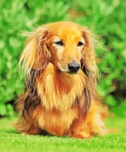 Brown Fluffy Dachshund Diamond Painting