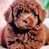 Brown Fluffy Poodle Diamond Painting